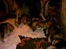 Pups 30.jpg